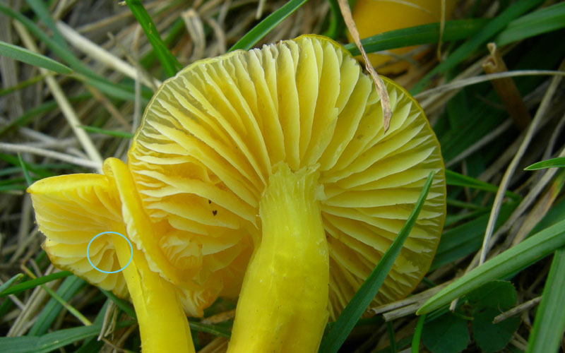 q. 1850...fungo giallo (cfr. Hygrocybe chlorophana/ceracea)